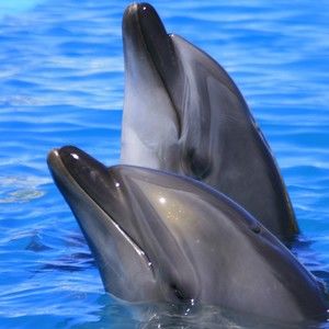 Meet your Posher, Cecilia